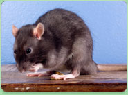 rat control Blyth
