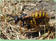 wasp control Blyth